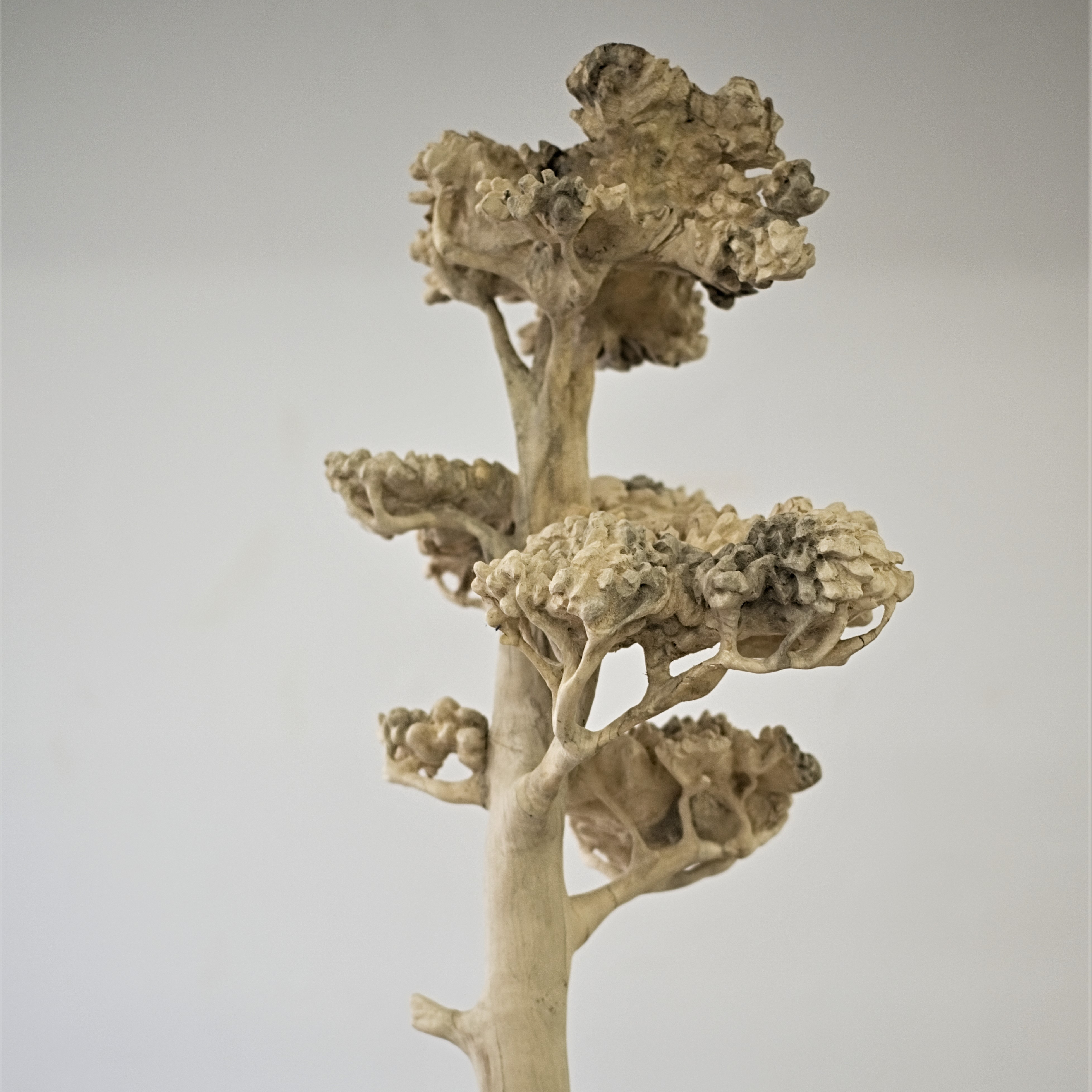 monuments for trees 